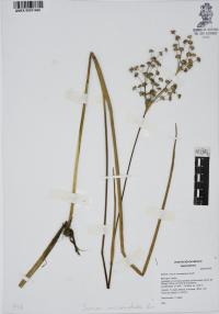 Juncus microcephalus image